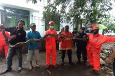 Induk Piton dan 30 Ekor Anaknya Ditemukan di Manisrenggo Kediri, Hisss - JPNN.com Jatim