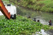 Musim Hujan Tiba, Eceng Gondok di Sepanjang Sungai Dibabat - JPNN.com Jatim