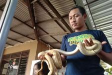 Rumah Pencinta Ular Disatroni, Pemilik Tekor Ratusan Juta Rupiah - JPNN.com Jatim