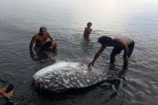 Ikan Mola-mola Langka Terdampar di Perairan Buleleng, Ditaksir Berusia 150 Tahun - JPNN.com Bali