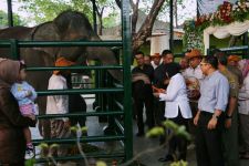 Gajah Dumbo di KBS Mati, Masih Muda, Karena Keteledoran Petugas? - JPNN.com Jatim