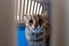 Tersangka Pelaku Penganiayaan Kucing di Tulungagung Akhirnya Ditahan - JPNN.com Jatim