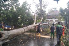 Hujan Disertai Angin Kencang di Kota Malang Tumbangkan Pohon di 11 Titik - JPNN.com Jatim