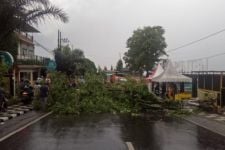 Pohon Tumbang Karena Cuaca Ekstrem, Jalan Nasional di Kota Batu Terhalang - JPNN.com Jatim