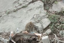 Kawanan Monyet di Lokasi Bencana Erupsi Gunung Semeru Turun ke Jalan, Ada Dugaan Begini - JPNN.com Jatim