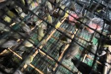 Penyelundupan Burung Berkicau Asal Kalimantan Tengah Digagalkan, Sebegini Barang Buktinya - JPNN.com Jatim