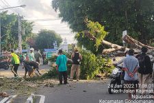 Pohon Besar Tumbang di Sekitar Alun-Alun Utara Yogyakarta, Ini Penyebabnya - JPNN.com Jogja