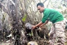 Cerita San Haji, Petani Salak di Lumajang yang Kebunnya Tertutup Abu Vulkanik Semeru - JPNN.com Jatim