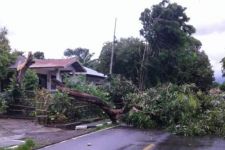 Cuaca Bali Hari Ini: Angin Kencang Terjang Pulau Dewata, Waspada Pohon Tumbang - JPNN.com Bali