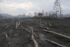Ratusan Hektare Hutan Rusak Diterjang APG Semeru, Perhutani Rugi Puluhan Miliar - JPNN.com Jatim