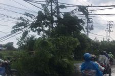 Surabaya Hujan Deras Sore Kemarin, Puluhan Pohon Tumbang, 3 Kawasan ini Terparah - JPNN.com Jatim