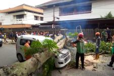 Akibat Angin Kencang Empat Pohon di Kota Bogor Tumbang Menimpa Rumah Hingga Mobil Warga - JPNN.com Jabar