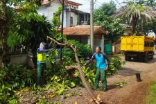 30 Pohon Tumbang Dalam Sepekan di Depok, Begini Himbauan DLHK Untuk Masyarakat - JPNN.com Jabar