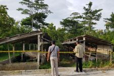 Sapi Lemmosin Mardiyono Hilang dari Kandang, Polisi Bergerak Buru Pelaku - JPNN.com Jogja