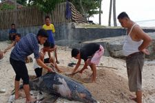 Lumba-lumba di Pesisir Barat Mati Terdampar, Penyebabnya Ternyata - JPNN.com Lampung