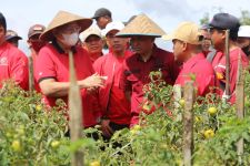 Setelah Merasakan Panen Tomat, Sudin Janji Berikan Bantuan Ini   - JPNN.com Lampung