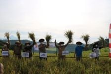 Petani di Kulon Progo Panen Padi di Lahan Tadah Hujan, Hasilnya Tak Kalah dengan Lahan Irigasi - JPNN.com Jogja