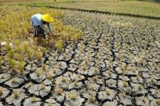 5 Wilayah di Bantul yang Rawan Bencana Kekeringan Saat Musim Kemarau - JPNN.com Jogja