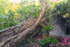 Tiada Angin dan Hujan, Pohon Keramat di Gunungkidul Tetiba Tumbang, Tak Ada Warga Berani Menebang - JPNN.com Jogja