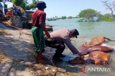 Belasan Sapi di Sampang Ditemukan Mati di Pantai Camplong, Penyebabnya Misterius - JPNN.com Jatim