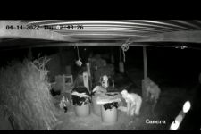  Puluhan Entok di Malang Raib di Jam Sahur, Nih Pencurinya Terekam CCTV - JPNN.com Jatim