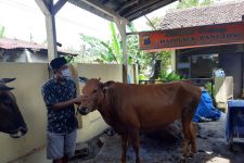 Colong Sapi, Kawanan Maling di Lumajang Berduel dengan Polisi, Simak Dramanya! - JPNN.com Jatim