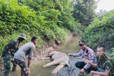 Lihat, Seekor Gajah Ditemukan Mati di Aceh Timur, Polisi dan TNI Bergerak - JPNN.com Sumut