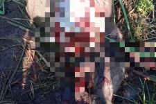 Kerbau di Lumajang Dimutilasi Kawanan Maling, Kondisinya Mengenaskan - JPNN.com Jatim