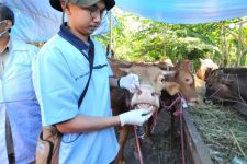 Ternyata Ini Penyebab Ratusan Ternak Babi & Sapi Ditahan di Pelabuhan Jawa Timur - JPNN.com Jatim