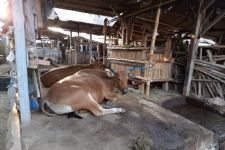 Cegah Penyebaran Wabah PMK, Pasar Hewan Selagalas di Mataram Segera Ditutup - JPNN.com NTB