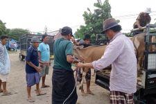 Nasib Pasar Hewan di Lombok Tengah Saat Wabah PMK: Carut marut - JPNN.com NTB