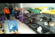 Inilah Penyebab Ratusan Kucing Terlantar di Dalam Ruko, Pemiliknya Keterlaluan - JPNN.com Jatim