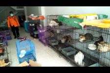 Viral, Ratusan Kucing di Surabaya Ditelantarkan, Pakar: Pemilik Bisa Masuk Penjara - JPNN.com Jatim