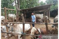 Keluh Kesah Pedagang Ternak di Kulon Progo, Tak Bisa Jualan Karena Terkendala SKKH - JPNN.com Jogja