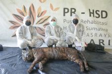 Seekor Harimau Sumatra Mati di Panti Rehabilitasi - JPNN.com Sumbar