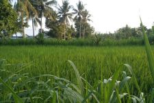 Petani Padi di Lombok Tengah Ketiban Rezeki Nomplok, Ternyata Penyebabnya… - JPNN.com NTB