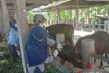 29 Ternak di Bantul Terpaksa Dipotong karena Terjangkiti PMK - JPNN.com Jogja