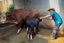 Alhamdulillah, Puluhan Sapi di Kediri Sembuh dari PMK - JPNN.com Jatim