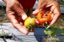 Nasib Petani Tomat di Madiun Memprihatinkan, Merugi Jutaan Rupiah Karena Ini - JPNN.com Jatim