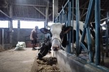 Nasib Pilu Pemilik Sapi Perah di Malang, Rugi Hampir 1 Miliar Setiap Bulannya - JPNN.com Jatim