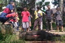 Babi Hutan Menyerang 3 Warga Magelang, 2 Dirawat Intensif - JPNN.com Jateng