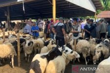 Curahan Hati Pedagang Ternak Cianjur Menjelang IdulAdha - JPNN.com Jabar