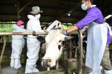 Kulon Progo Akhirnya dapat Jatah Vaksin PMK, 2 Desa Ini Diprioritaskan - JPNN.com Jogja