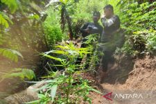 Polisi Tetapkan 6 Tersangka Dalam Kasus 10 Hektar Ladang Ganja di Gunung Karuhun - JPNN.com Jabar