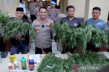 Polres Cianjur Memburu Pemilik 10 Hektare Ladang Ganja di Gunung Karuhun - JPNN.com Jabar
