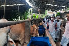 Menjelang Iduladha, 200 Hewan Kurban di Kota Depok Bergejalan PMK - JPNN.com Jabar