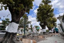 Trotoar Jalan Senopati Sedang Diperbaiki, Bagaimana Nasib Pohon Perindang? - JPNN.com Jogja