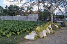 Harga Tembakau di Lombok Tengah Stabil, Semoga Petani Cuan - JPNN.com NTB