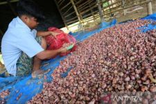 Sebegini Produksi Bawang Merah di Bantul, Terbesar se-DIY - JPNN.com Jogja