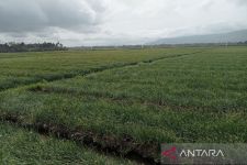 Hama Menyerang Bawang Merah, Petani Dibuat Deg-degan, Modal Mereka Puluhan Juta - JPNN.com Jogja